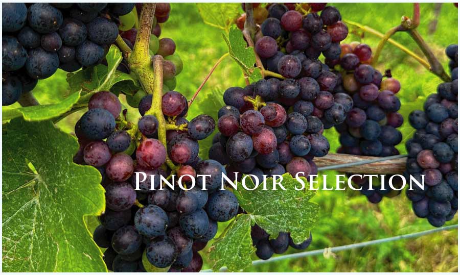 ピノ・ノワール特集 (Pinot Noir Selection) ワイン通販 レ・ブルジョン